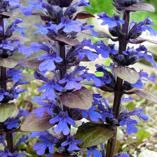 紫叶筋骨草'青铜美人'Ajuga 'Bronze Beauty'