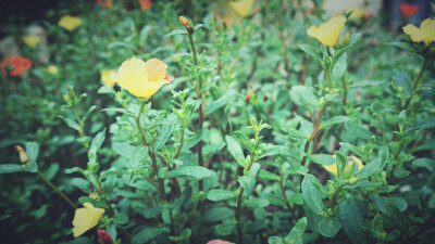 风景 壁纸 头像 聊天壁纸 背景墙 可二改