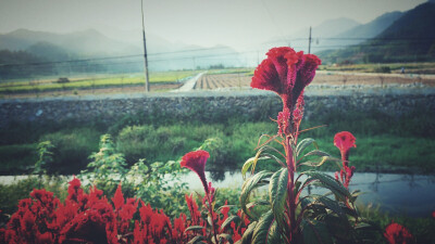 风景 壁纸 头像 聊天壁纸 背景墙 可二改