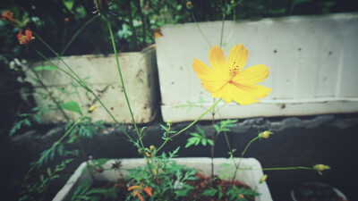 风景 壁纸 头像 聊天壁纸 背景墙 可二改