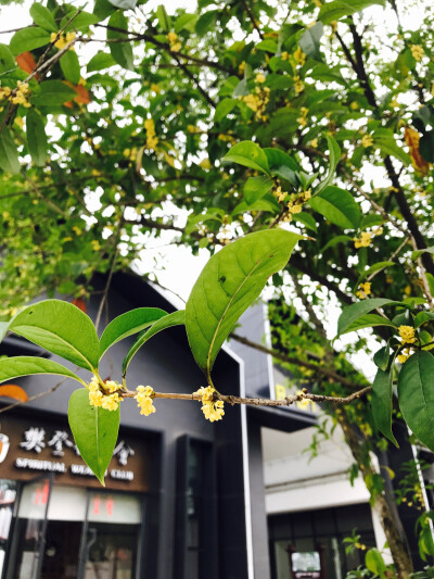 风景 壁纸 头像 聊天壁纸 背景墙 可二改