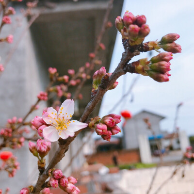 风景 壁纸 头像 聊天壁纸 背景墙 可二改