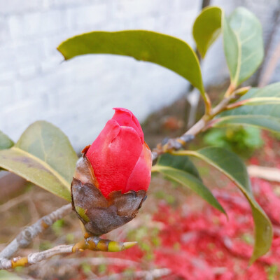 风景 壁纸 头像 聊天壁纸 背景墙 可二改