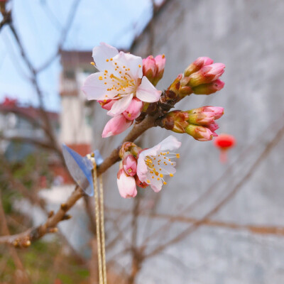 风景 壁纸 头像 聊天壁纸 背景墙 可二改