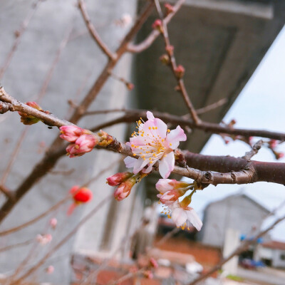 风景 壁纸 头像 聊天壁纸 背景墙 可二改