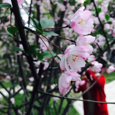 风景 壁纸 头像 聊天壁纸 背景墙 可二改