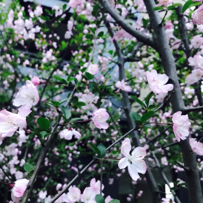 风景 壁纸 头像 聊天壁纸 背景墙 可二改