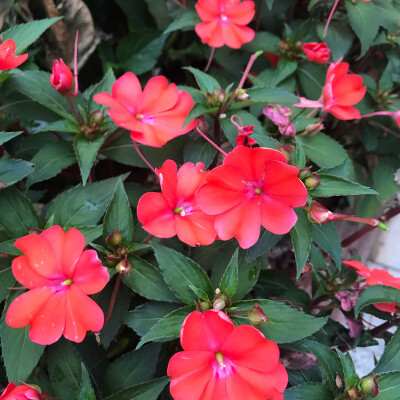 风景 壁纸 头像 聊天壁纸 背景墙 可二改