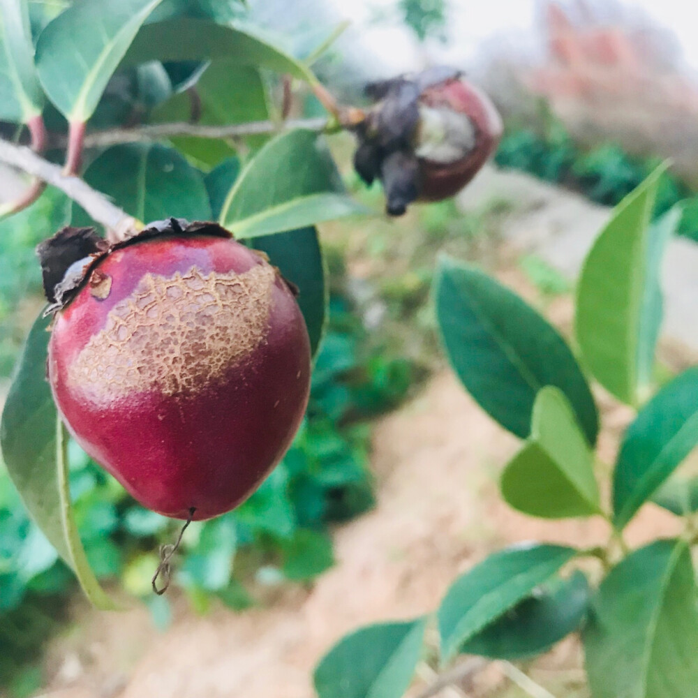 风景 壁纸 头像 聊天壁纸 背景墙 可二改