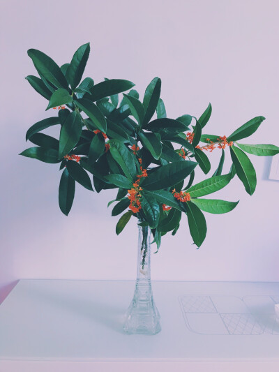 风景 壁纸 头像 聊天壁纸 背景墙 可二改