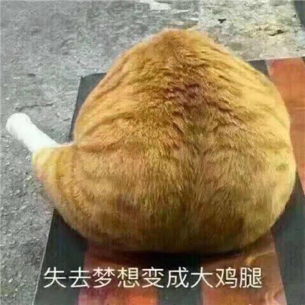 肥猫猫