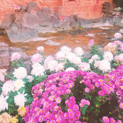 丽江的花花