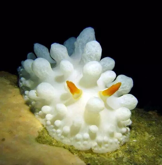 一些想起鸡皮疙瘩的海洋生物