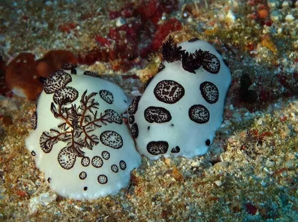 一些想起鸡皮疙瘩的海洋生物