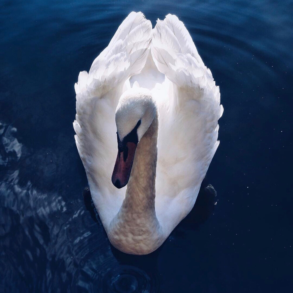 See the swan 4:4