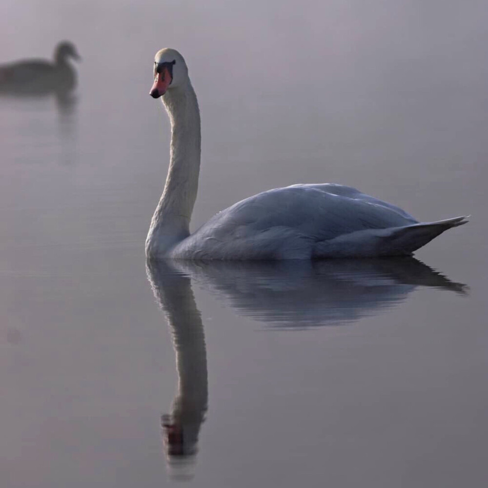 See the swan 4:4