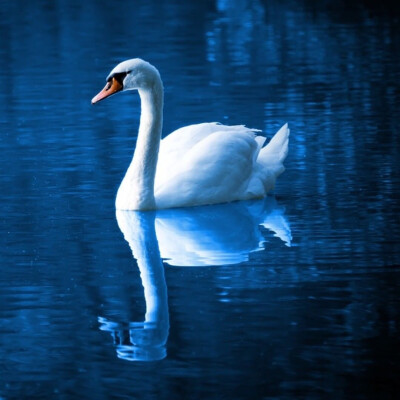 See the swan 4:4