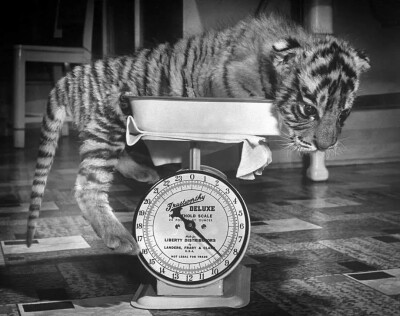 称重中的小虎崽Rajpur
1944年，Alfred Eisenstaedt摄
