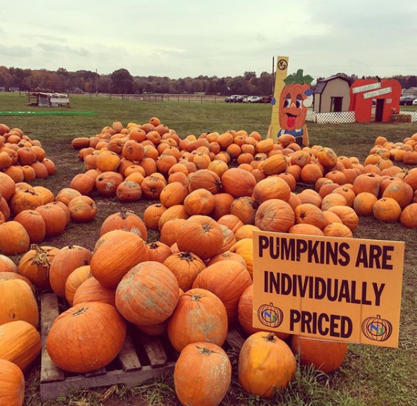 pumpkin patch
万圣节前的南瓜摊
一个个奇形怪状的南瓜会被人买走最后变成一个个奇形怪状的南瓜灯