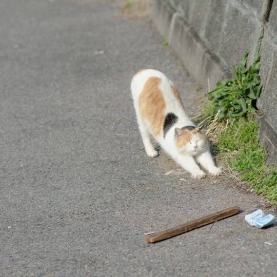 猫科动物的共性 好可爱啊哈哈哈哈