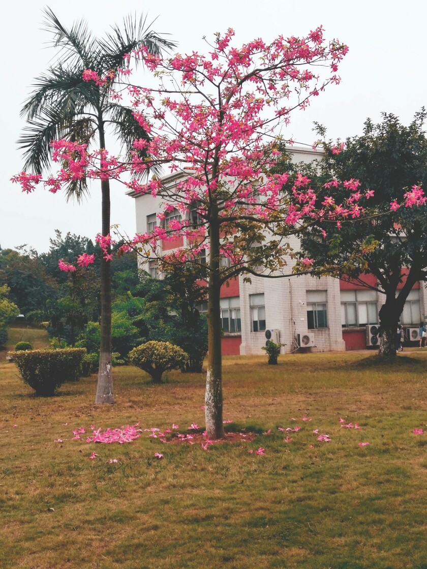 美丽异木棉
广东财经大学三水校区