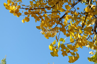 昆明还是一副秋天里夹杂着夏天的感觉
我很喜欢秋天
不只是因为变黄的银杏 微凉的天气
还有暖暖的烤红薯 炒板栗
最重要的 是在秋季里遇见的你吧