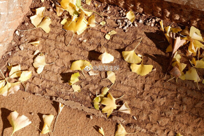 昆明还是一副秋天里夹杂着夏天的感觉
我很喜欢秋天
不只是因为变黄的银杏 微凉的天气
还有暖暖的烤红薯 炒板栗
最重要的 是在秋季里遇见的你吧