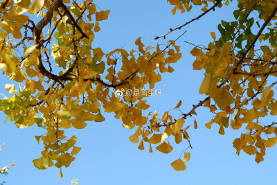 昆明还是一副秋天里夹杂着夏天的感觉
我很喜欢秋天
不只是因为变黄的银杏 微凉的天气
还有暖暖的烤红薯 炒板栗
最重要的 是在秋季里遇见的你吧