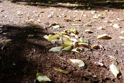 昆明还是一副秋天里夹杂着夏天的感觉
我很喜欢秋天
不只是因为变黄的银杏 微凉的天气
还有暖暖的烤红薯 炒板栗
最重要的 是在秋季里遇见的你吧