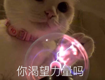 猫猫表情包