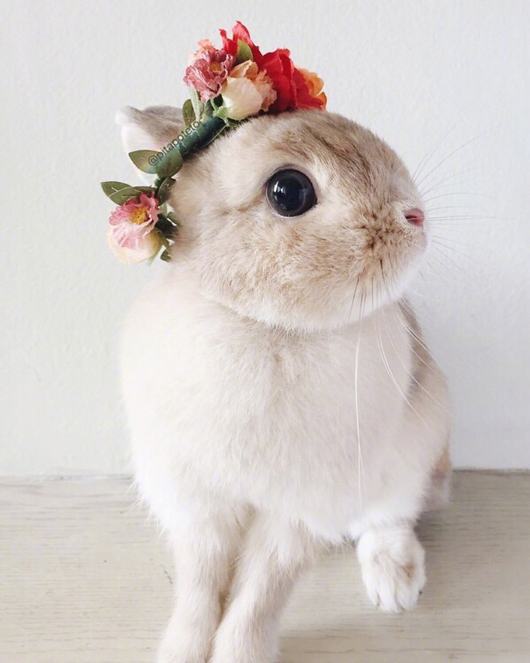 精致的小兔几 ins:pitapoteto - 堆糖,美图壁纸兴趣社区