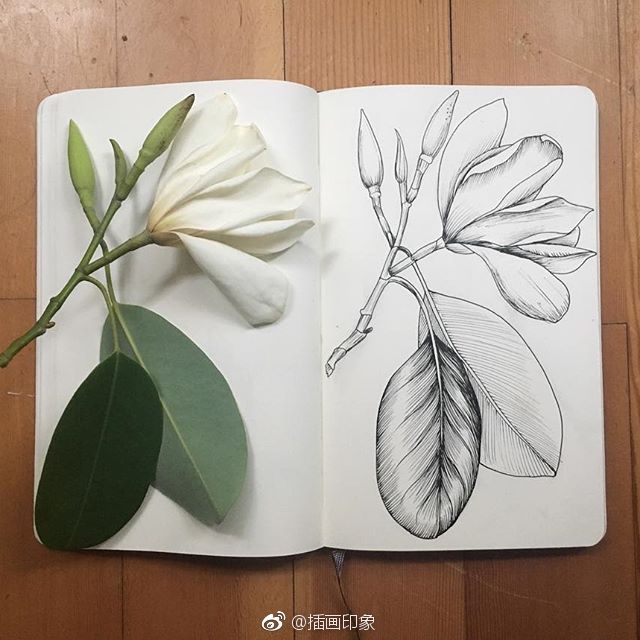 植物花卉速写~【插画师：Courtney Roth】