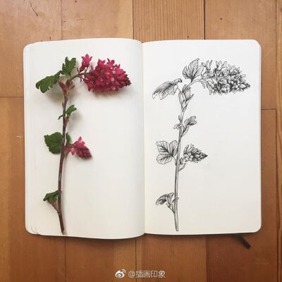 植物花卉速写~【插画师：Courtney Roth】