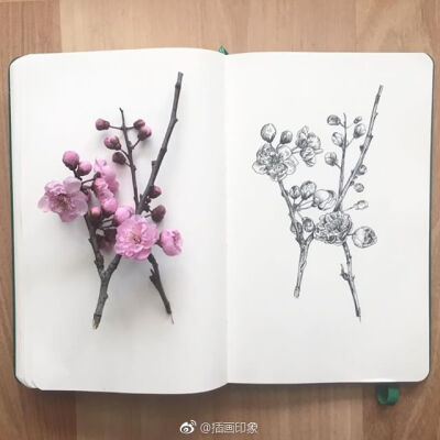 植物花卉速写~【插画师：Courtney Roth】