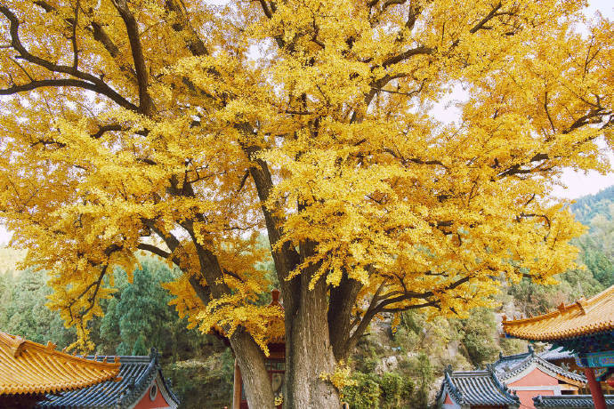 银杏和和寺庙很搭哦