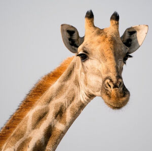 长颈鹿高清图片手机电脑屏保1毛钱虚拟宝贝无需物流