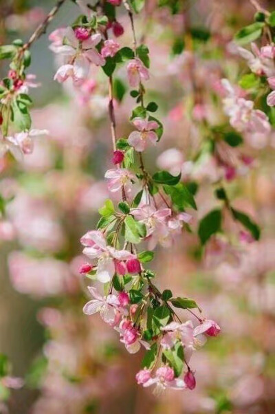 花开无声，花落无言.心素如简，人淡如菊.
不忧不虑，不怨不怒.不悲不喜，心凉自静. ????