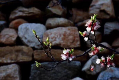 花开无声，花落无言.心素如简，人淡如菊.
不忧不虑，不怨不怒.不悲不喜，心凉自静. ????