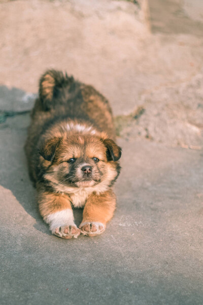 中华田园犬