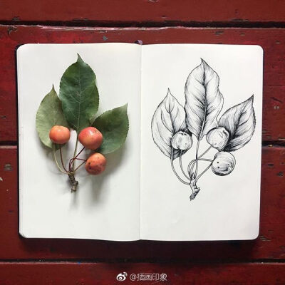 植物速写~~~【插画师：Courtney Roth】