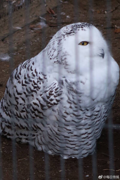 雪鸮