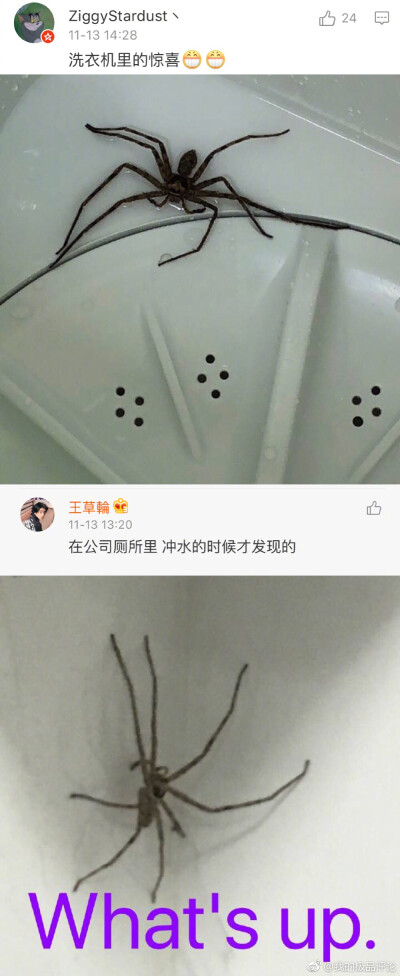 【来自南方的大虫子了解一下】不能让我一个人头皮发麻建议你们胆小慎点，我先溜为敬