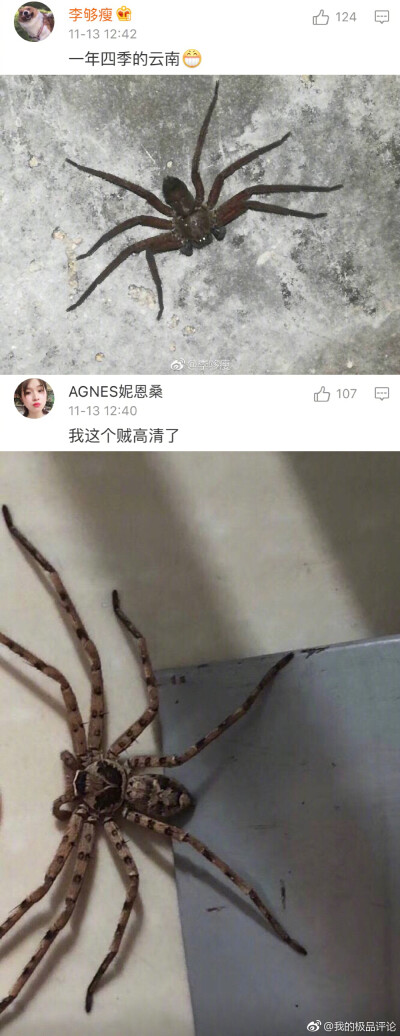 【来自南方的大虫子了解一下】不能让我一个人头皮发麻建议你们胆小慎点，我先溜为敬