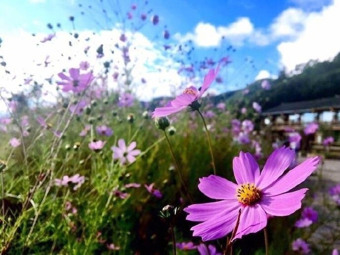 去不了天堂，不如去泸沽湖邂逅一场格桑花开。