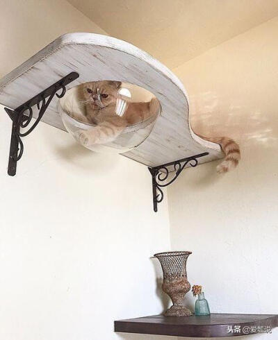 猫主子的吊床