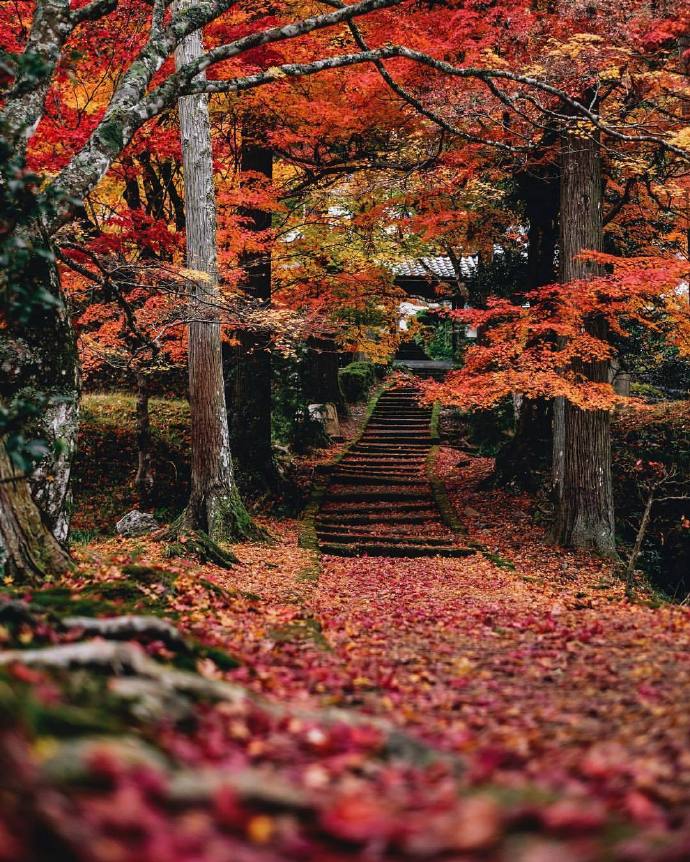 日本 京都府 龙稳寺 红叶