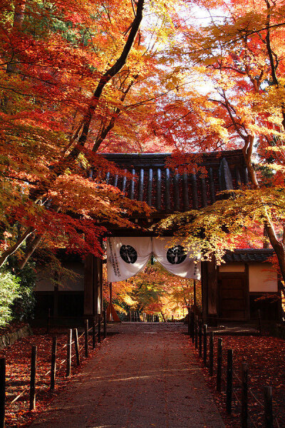 日本 京都府 光明寺 红叶