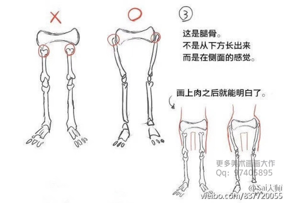 人体结构