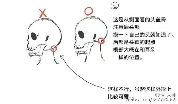 人体结构