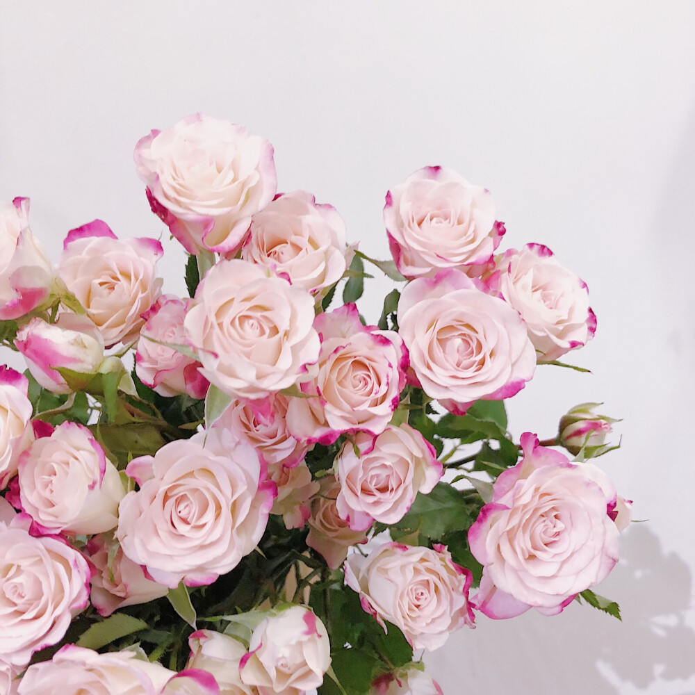 折射多头玫瑰
肯尼亚的进口玫瑰品种很多，折射算是一个比较出色的品种。开放度大（如图），花期长，花型特别，奶油感的粉白色花瓣边缘是像点了水彩颜料般晕染开的更深的粉红色，花头数量也都能保持在平均水准往上，小花瓶只需要插两三枝就已经很饱满。因为颜色和花型的关系，十分讨巧可爱，所以也是花店里比较畅销的品种。